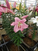 [4165 Tabledance Mak No01.JPG]